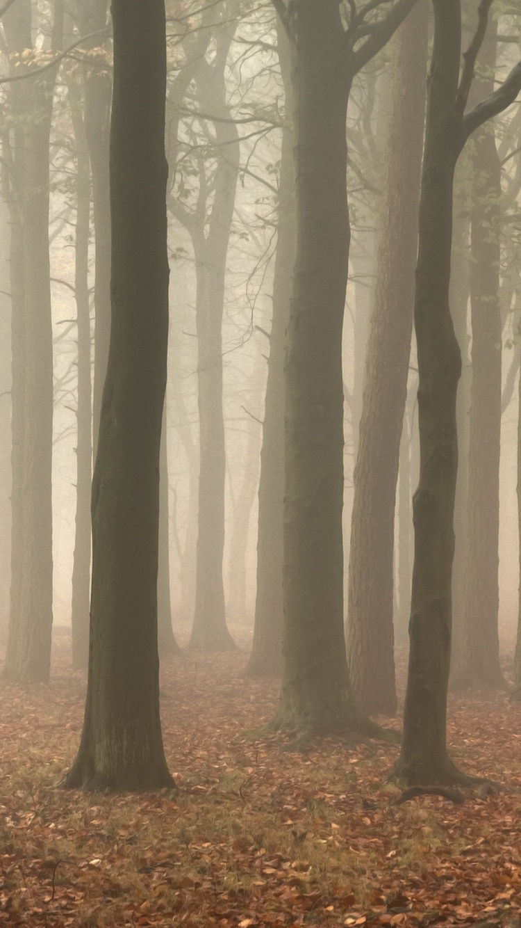 Brown Trees With Brown Leaves. Wallpaper in 750x1334 Resolution