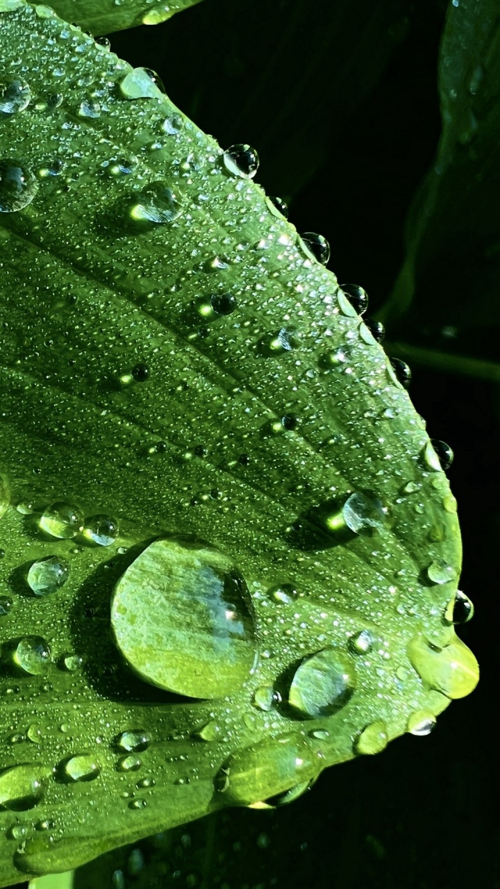 Biología, Ciencia, Agua, Planta Terrestre, Líquido. Wallpaper in 720x1280 Resolution