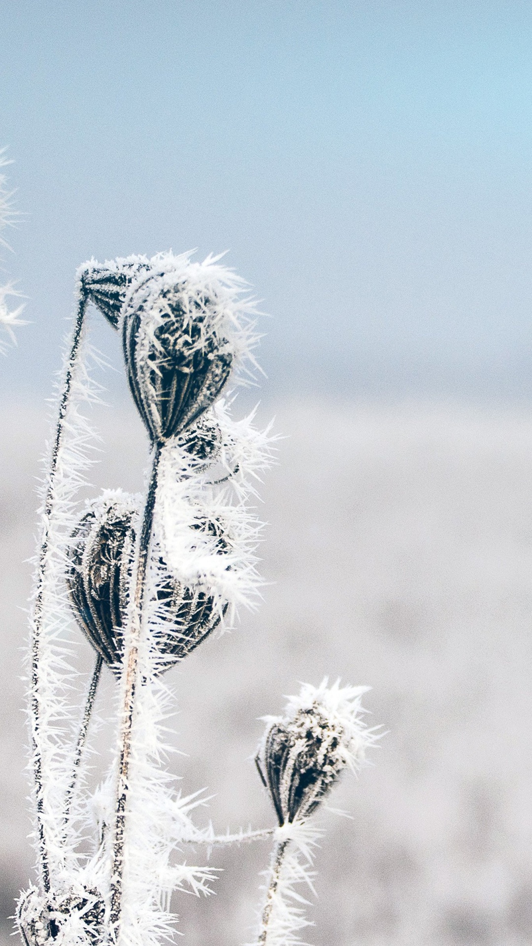 Hiver, Rhume, L'écorégion, Nature, Environnement Naturel. Wallpaper in 1080x1920 Resolution