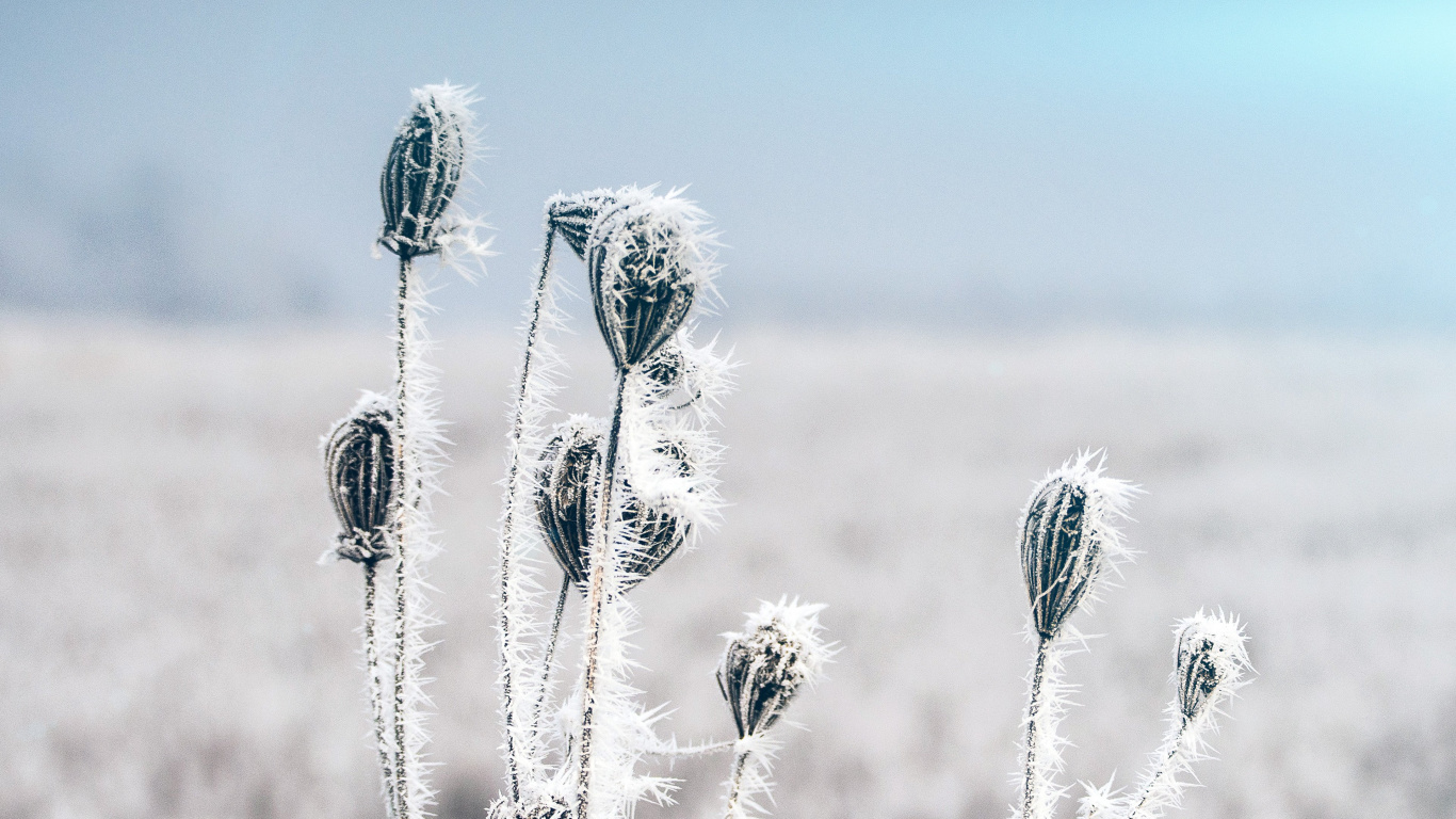 Winter, Kälte, Ökoregion, Natur, Natürlichen Umgebung. Wallpaper in 1366x768 Resolution