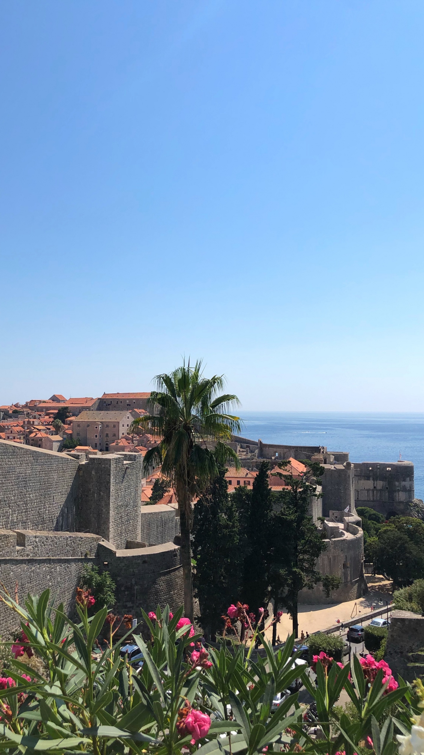 Palm Trees, Shrub, Flower, Flowering Plant, Garden. Wallpaper in 1440x2560 Resolution