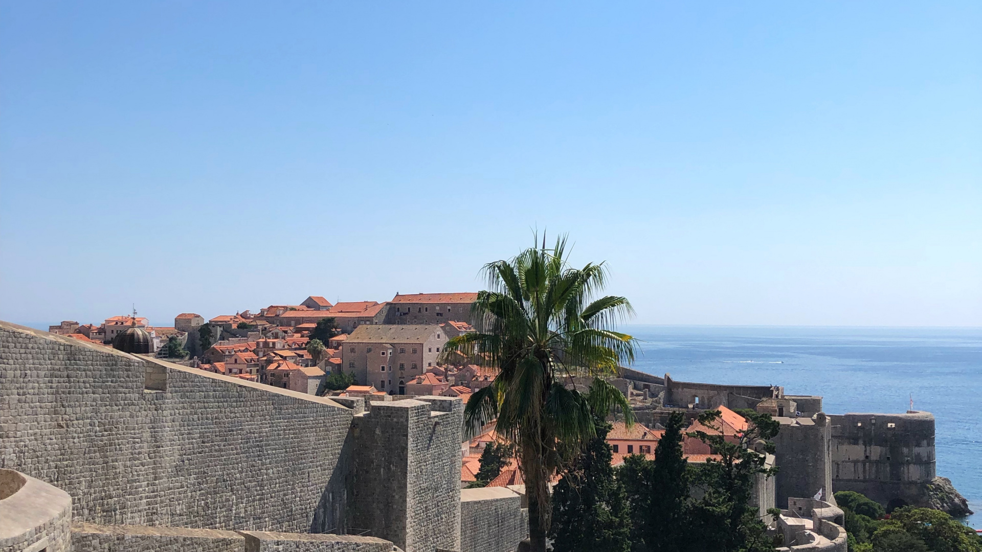 Palm Trees, Shrub, Flower, Flowering Plant, Garden. Wallpaper in 1920x1080 Resolution