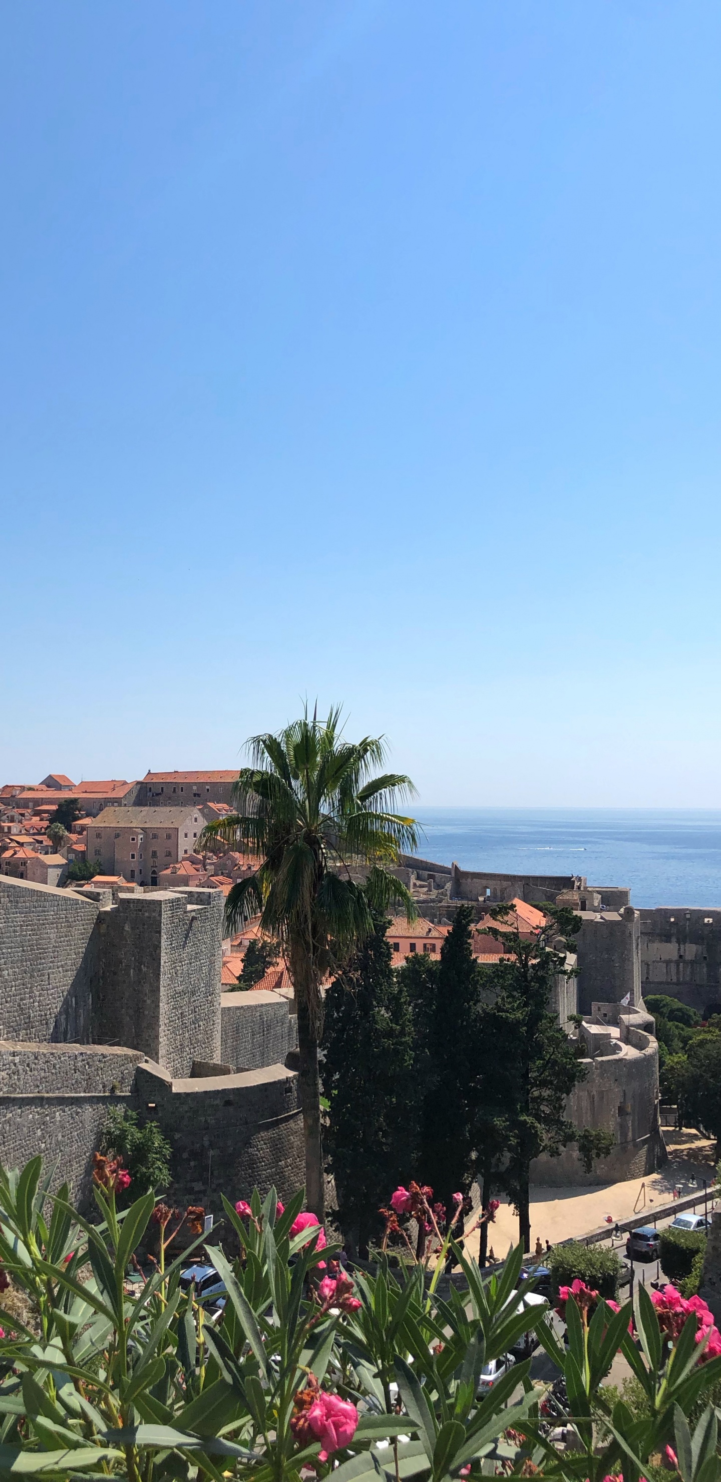 Palme, Staude, Blühende Pflanze, Garden, Tropics. Wallpaper in 1440x2960 Resolution