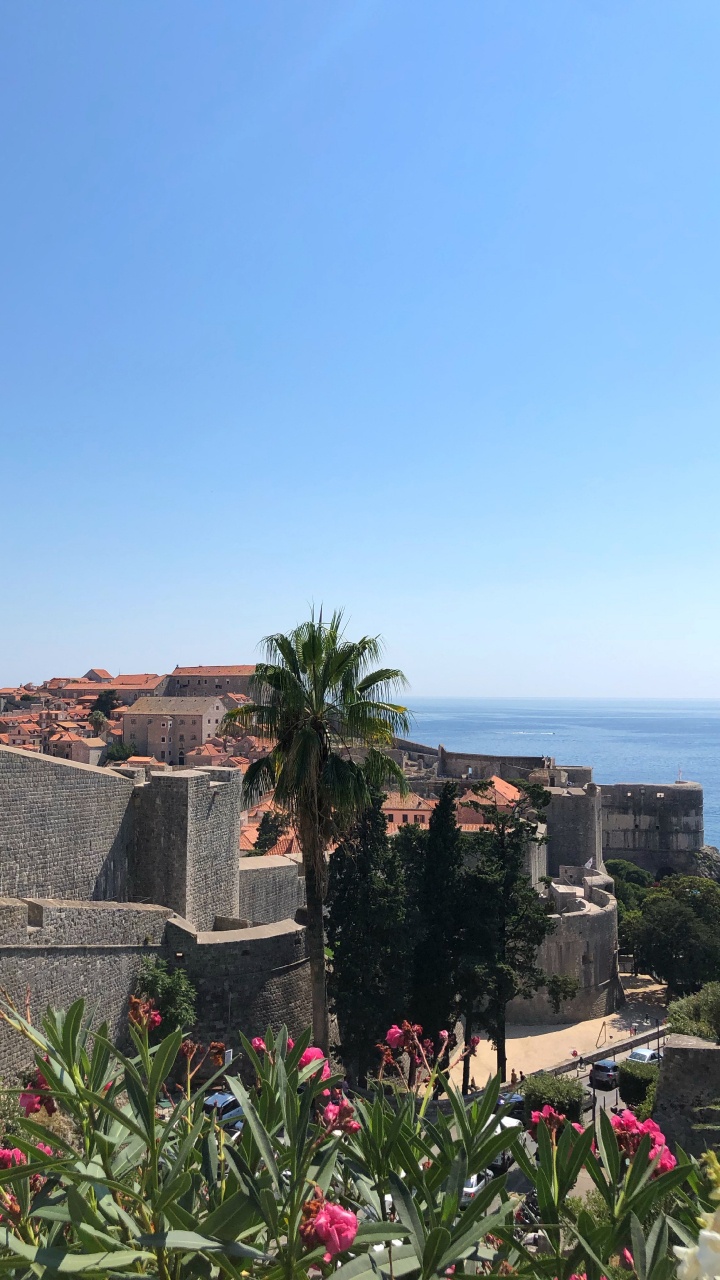 Palme, Staude, Blühende Pflanze, Garden, Tropics. Wallpaper in 720x1280 Resolution