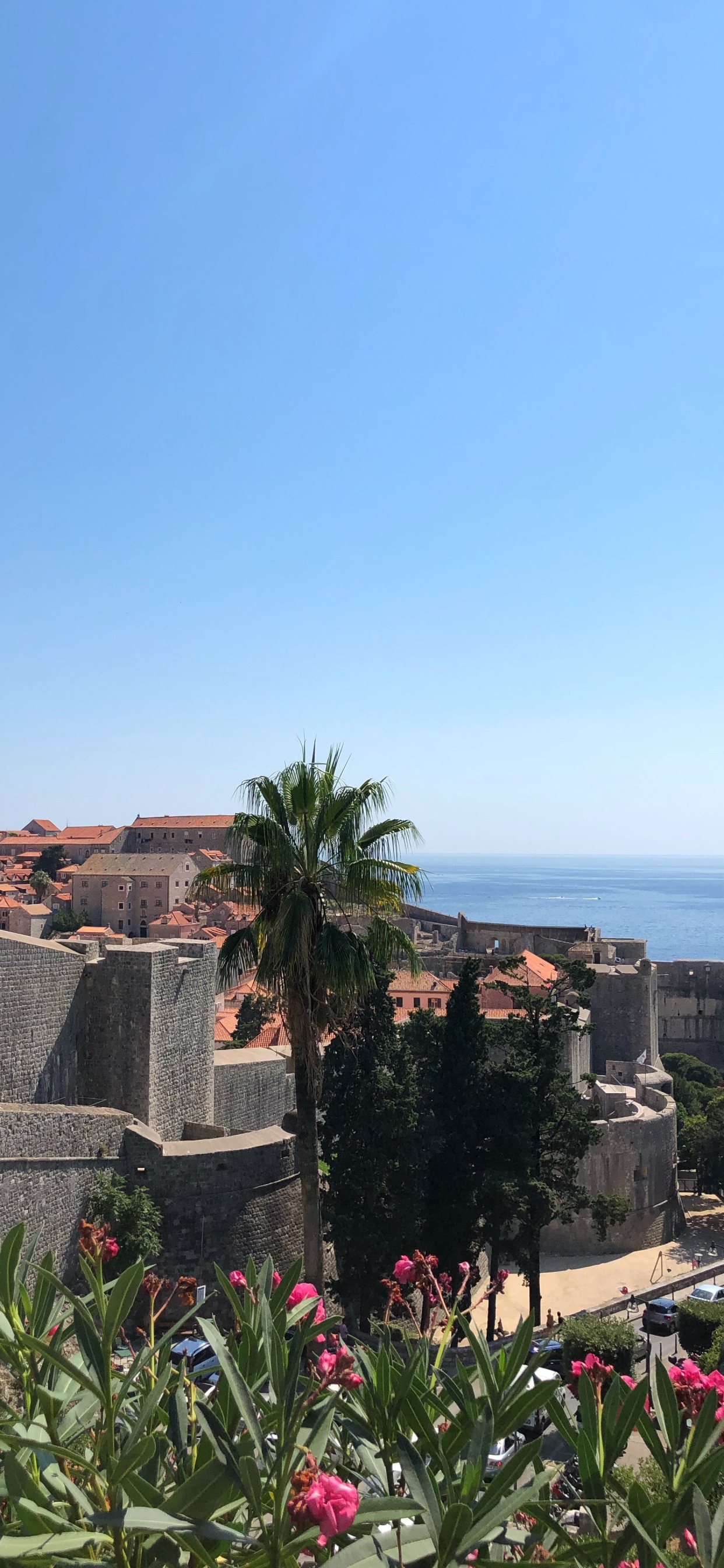 Palmier, Arbuste, la Floraison de la Plante, Garden, Tropique. Wallpaper in 1242x2688 Resolution