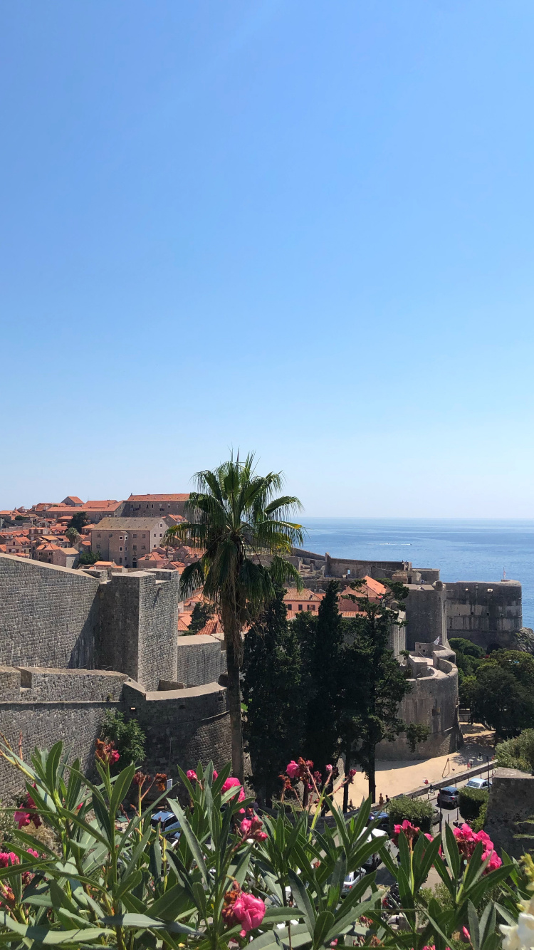 Palmier, Arbuste, la Floraison de la Plante, Garden, Tropique. Wallpaper in 750x1334 Resolution