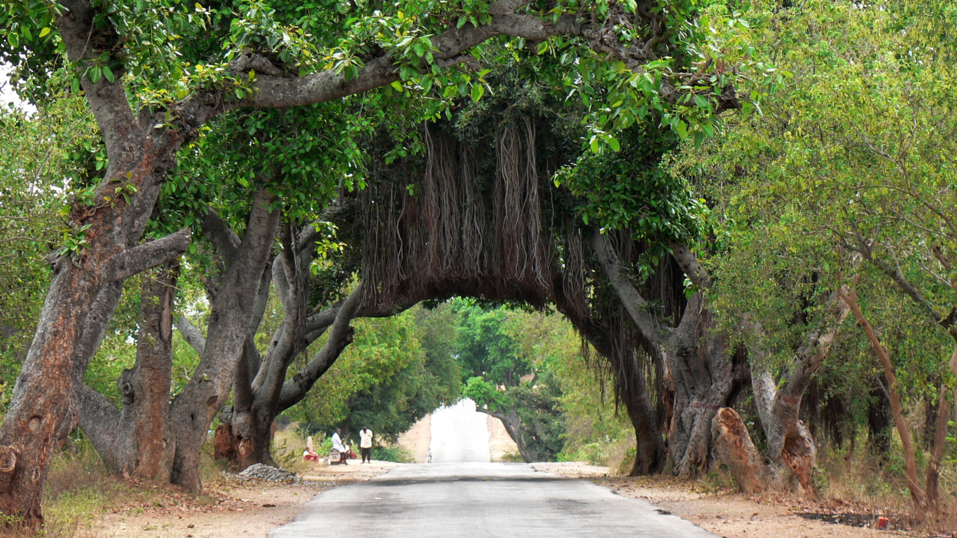 Grüne Bäume Auf Brauner Erde. Wallpaper in 1366x768 Resolution