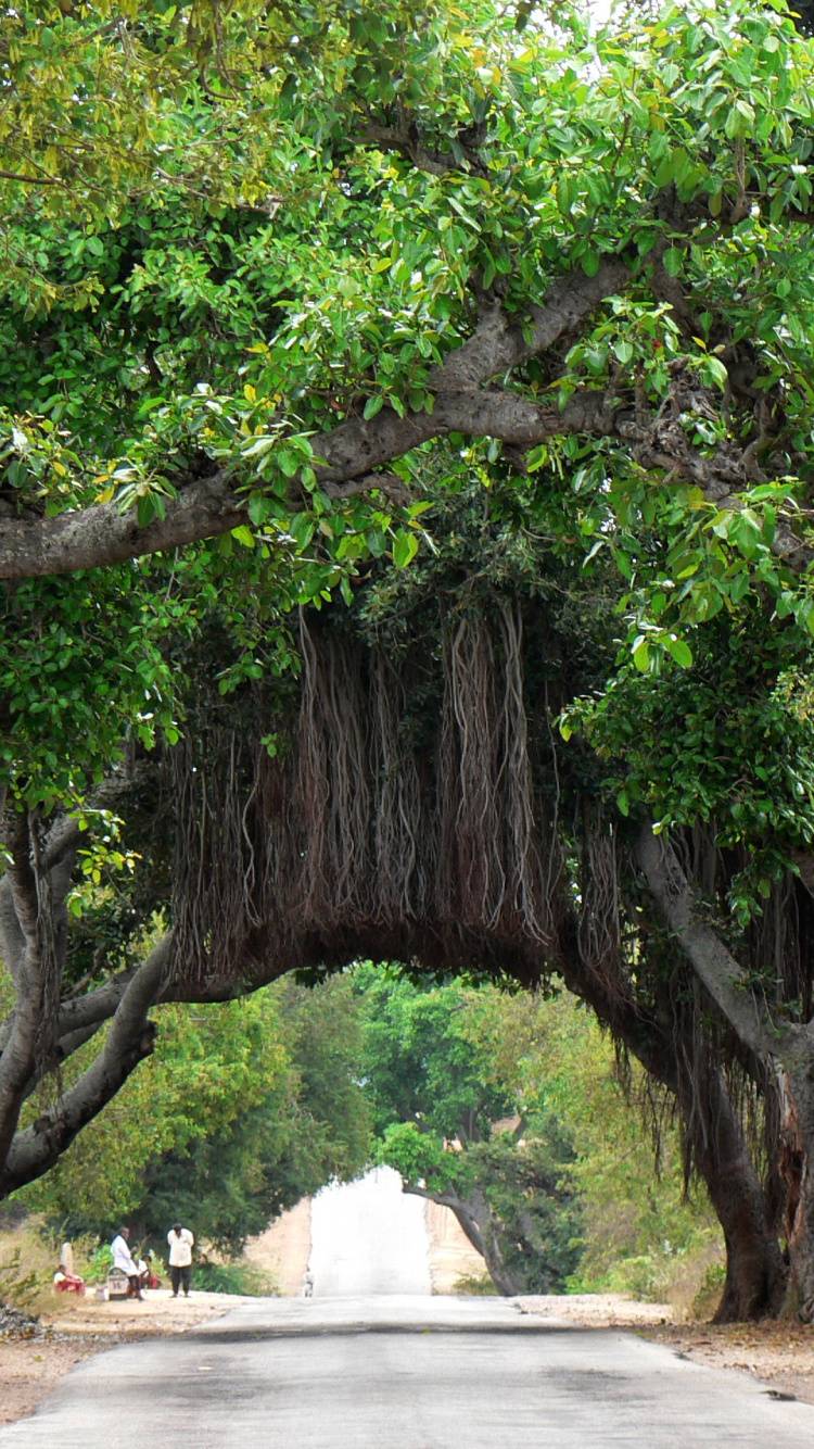Green Trees on Brown Soil. Wallpaper in 750x1334 Resolution