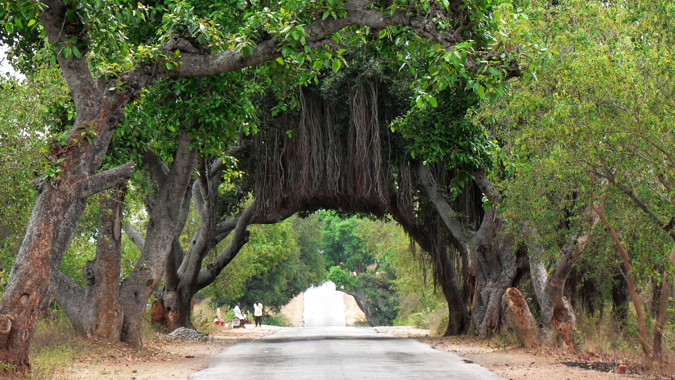 Arbres Verts Sur Sol Brun. Wallpaper in 2560x1440 Resolution