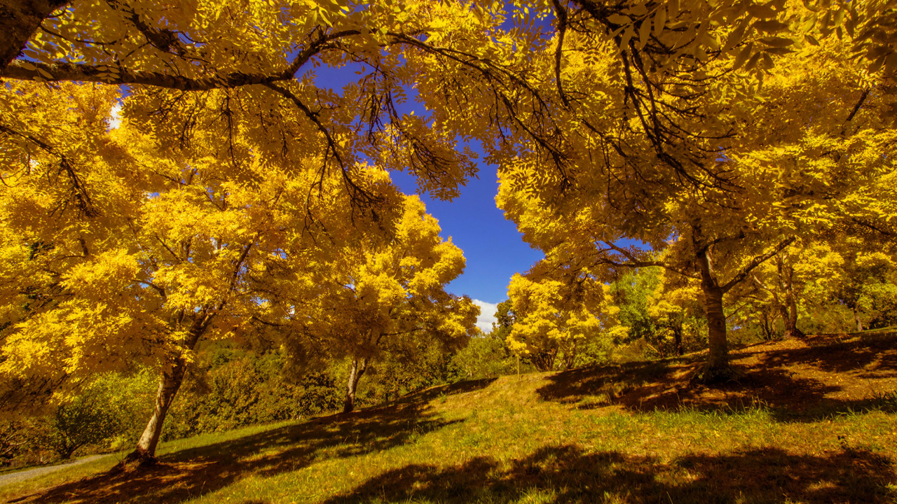 Arbres à Feuilles Jaunes Sur Terrain D'herbe Verte Pendant la Journée. Wallpaper in 1280x720 Resolution