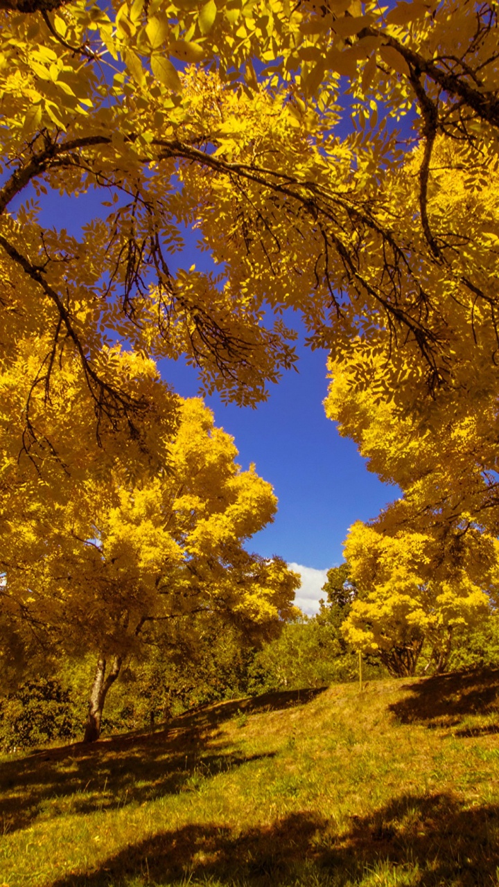 Arbres à Feuilles Jaunes Sur Terrain D'herbe Verte Pendant la Journée. Wallpaper in 720x1280 Resolution