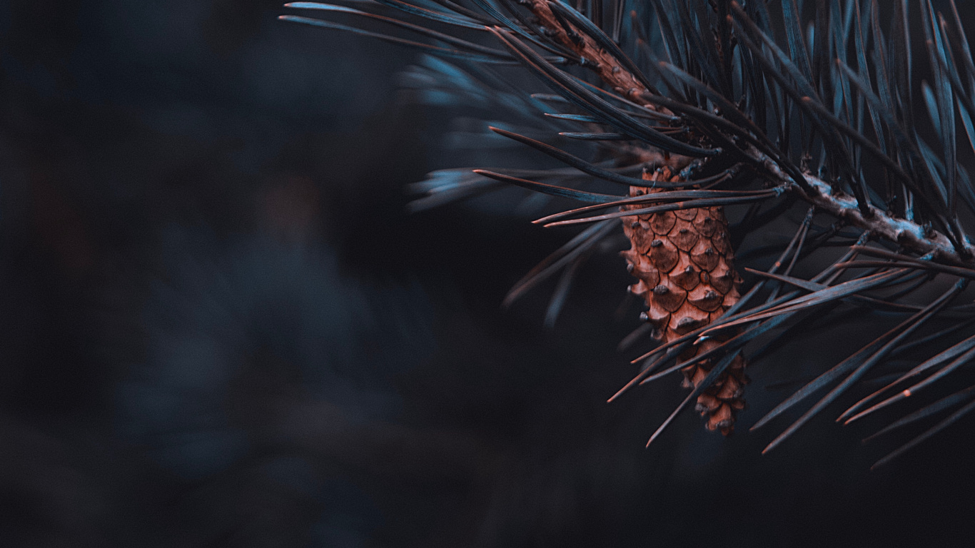 Nature, Conifer Cone, Twig, Pine, Branch. Wallpaper in 1366x768 Resolution