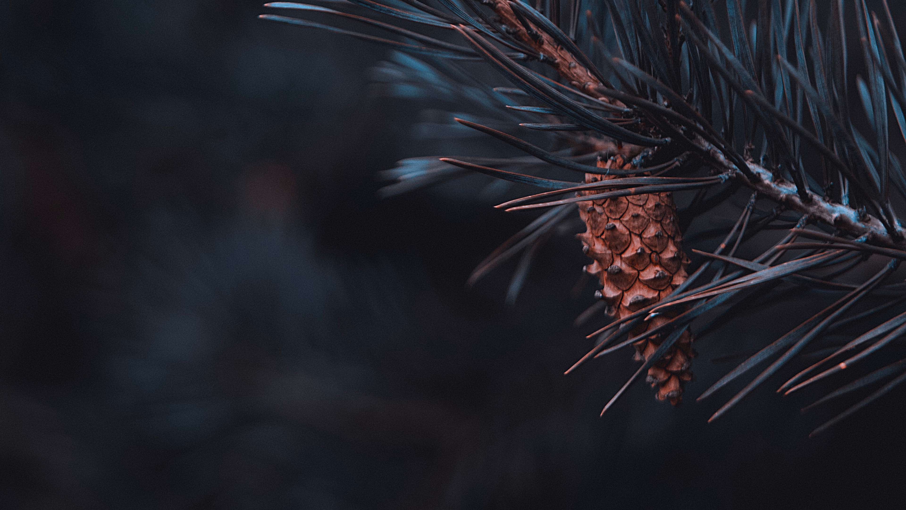 Nature, Conifer Cone, Twig, Pine, Branch. Wallpaper in 3840x2160 Resolution