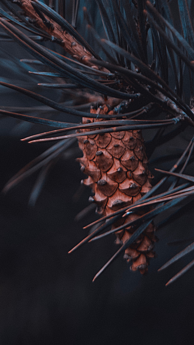 Nature, Conifère à Cône, Rameau, Pin, Plantes Ligneuses. Wallpaper in 750x1334 Resolution