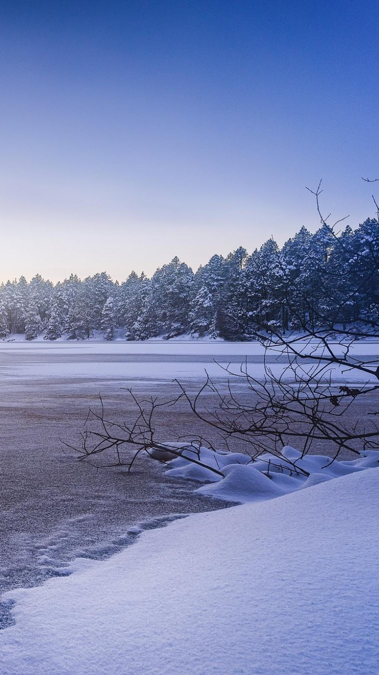 Snow Covered Field and Trees During Daytime. Wallpaper in 750x1334 Resolution