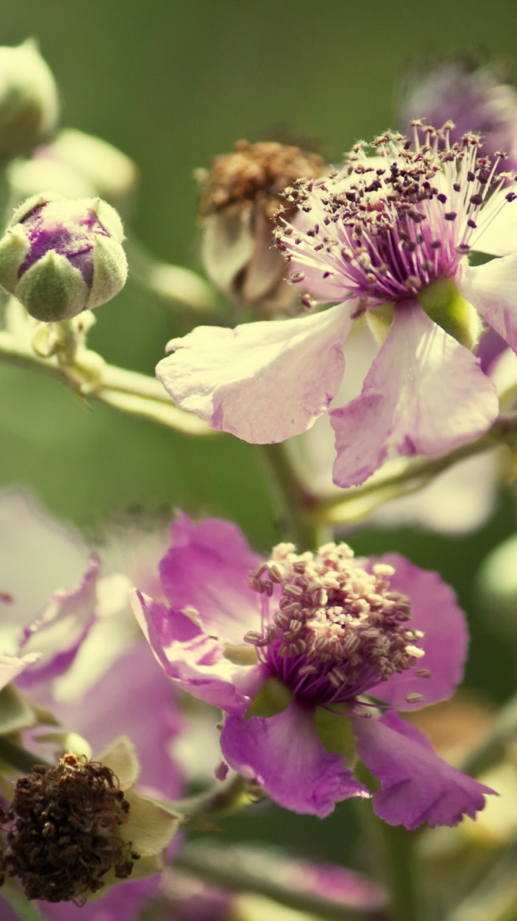 Abeille Perchée Sur Une Fleur Pourpre en Photographie Rapprochée Pendant la Journée. Wallpaper in 750x1334 Resolution