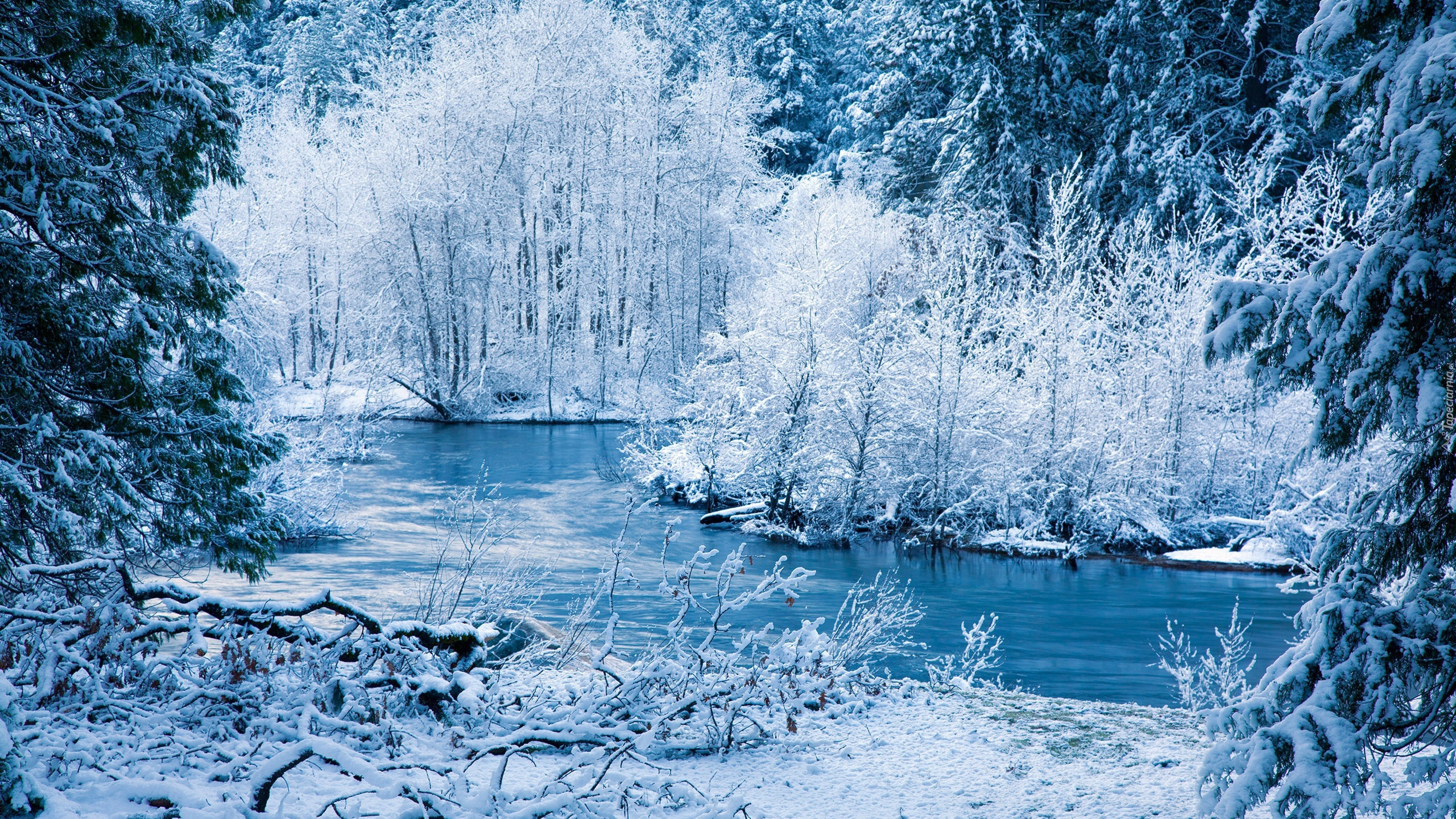 Snow Covered Trees and Body of Water During Daytime. Wallpaper in 2560x1440 Resolution