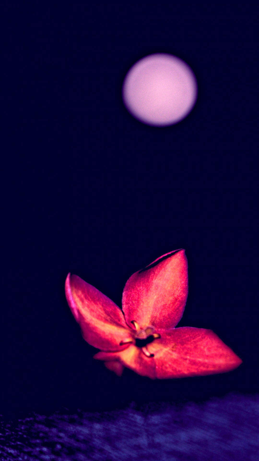 Rosa Blume Mit Weißem Licht. Wallpaper in 1080x1920 Resolution