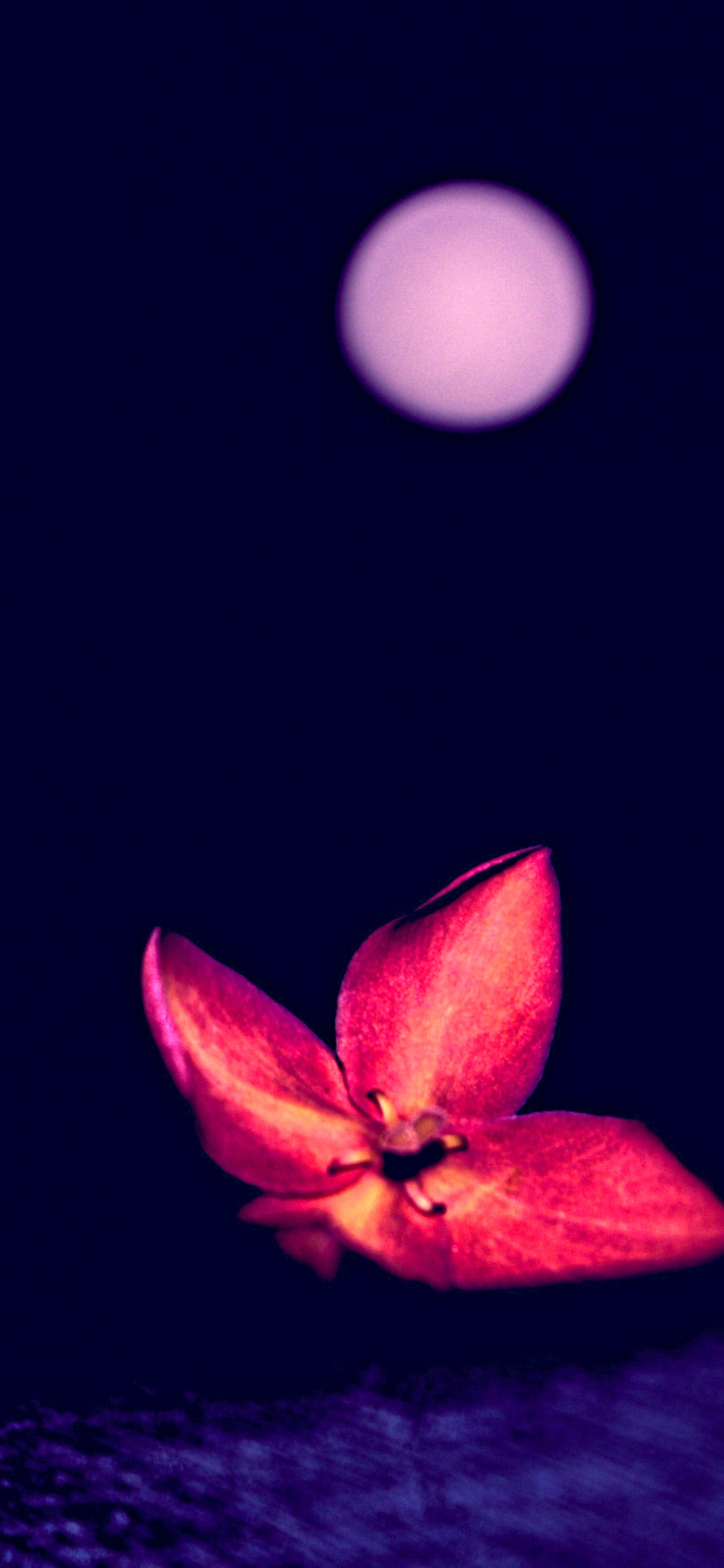 Rosa Blume Mit Weißem Licht. Wallpaper in 1125x2436 Resolution