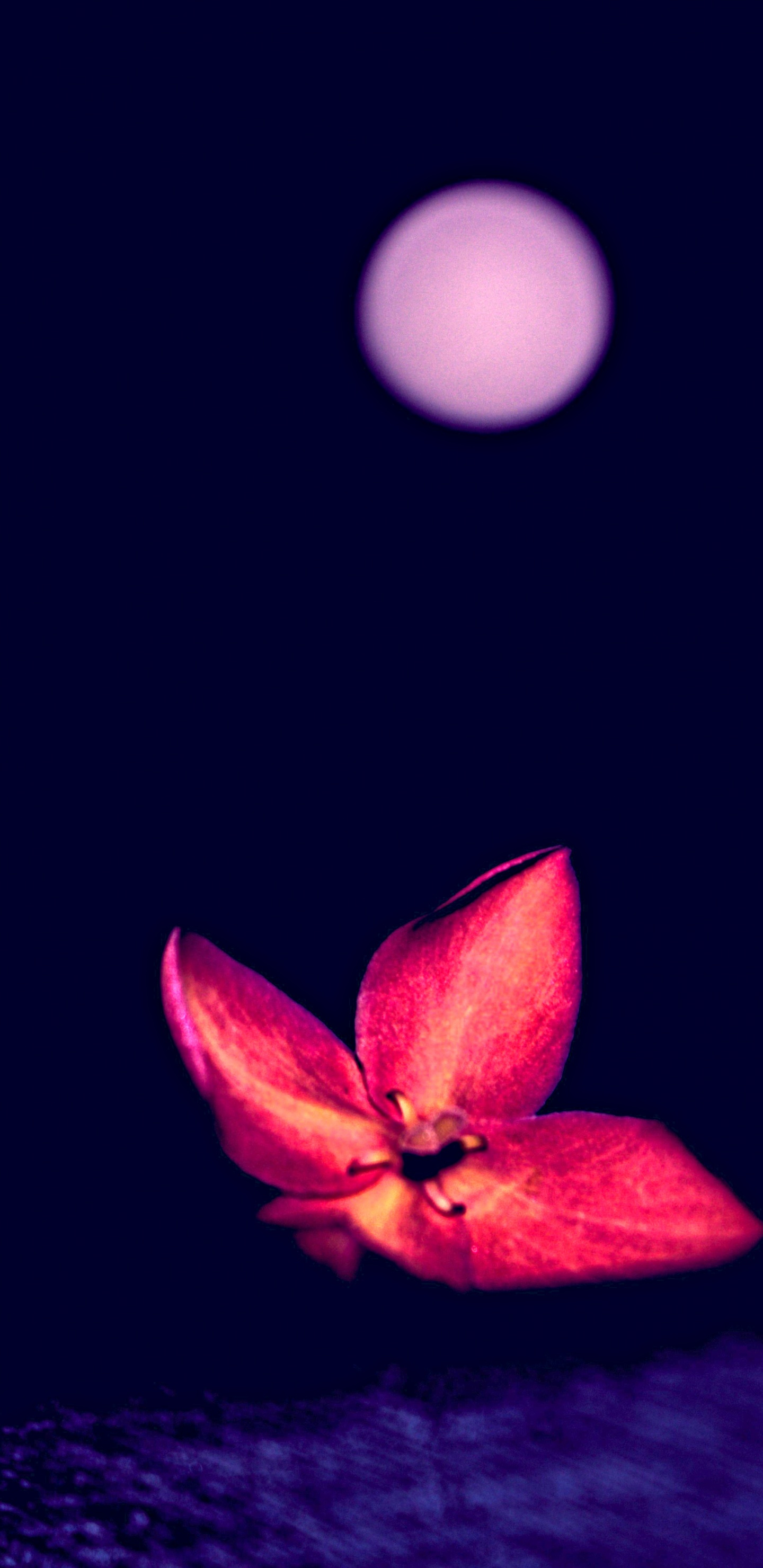 Rosa Blume Mit Weißem Licht. Wallpaper in 1440x2960 Resolution