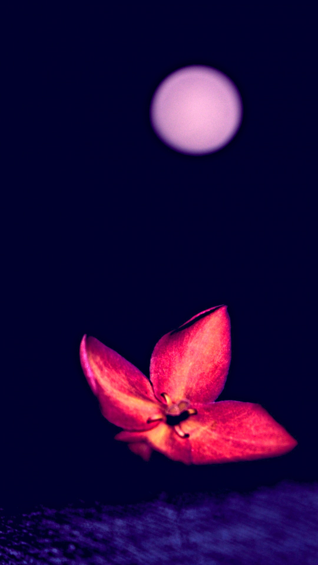 Pink Flower With White Light. Wallpaper in 1080x1920 Resolution