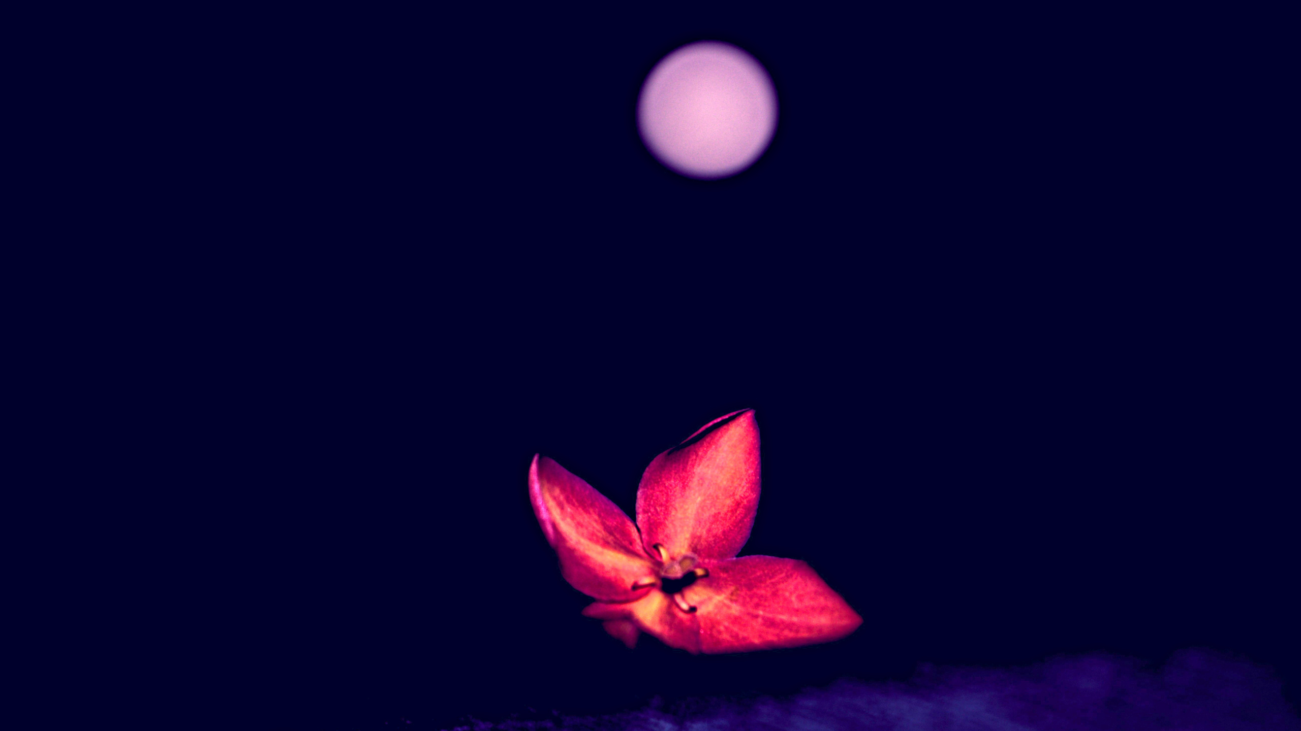 Pink Flower With White Light. Wallpaper in 2560x1440 Resolution