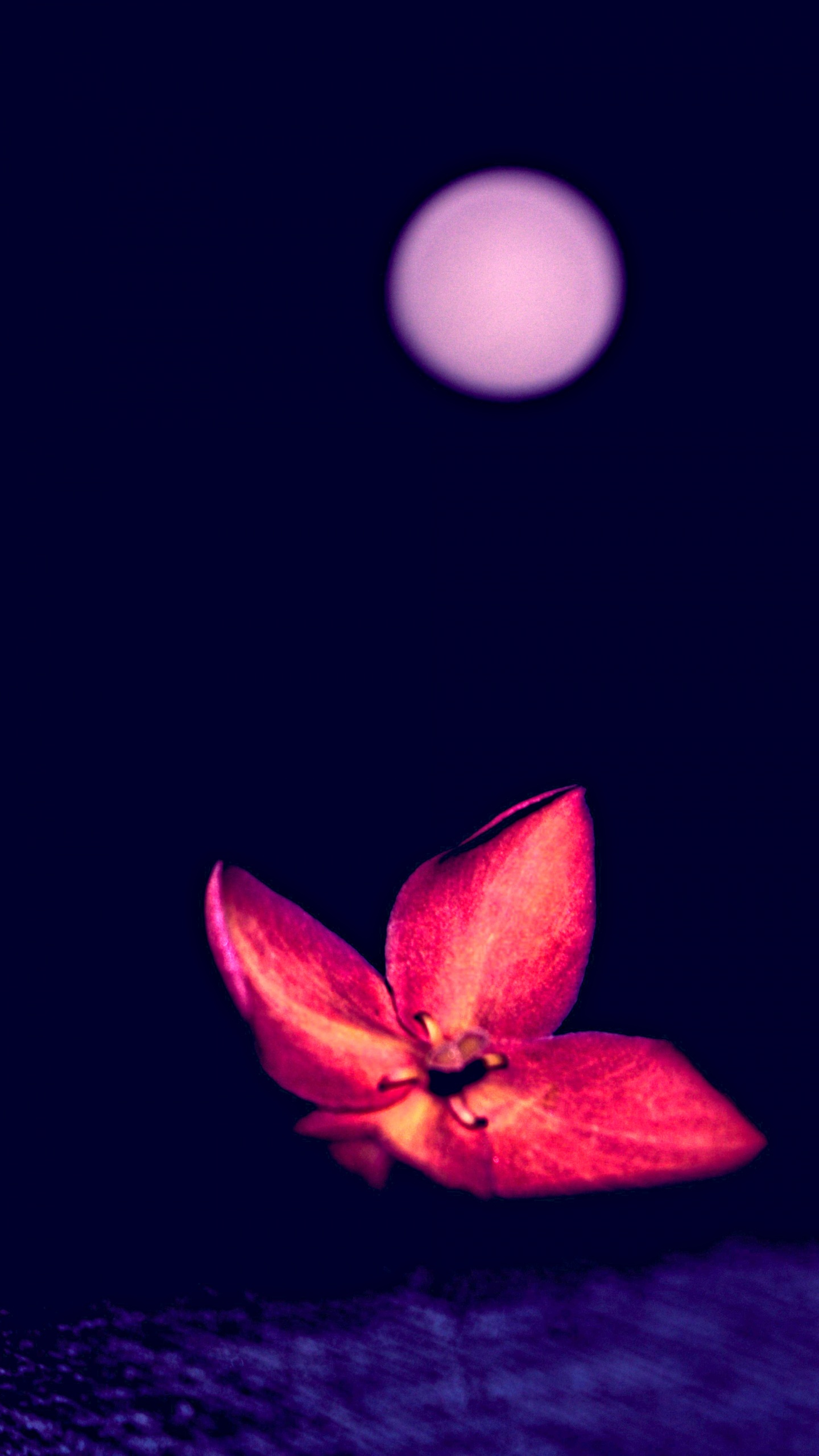 Fleur Rose Avec Lumière Blanche. Wallpaper in 1440x2560 Resolution