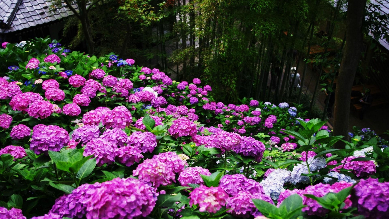 Lila Blüten Mit Grünen Blättern. Wallpaper in 1366x768 Resolution