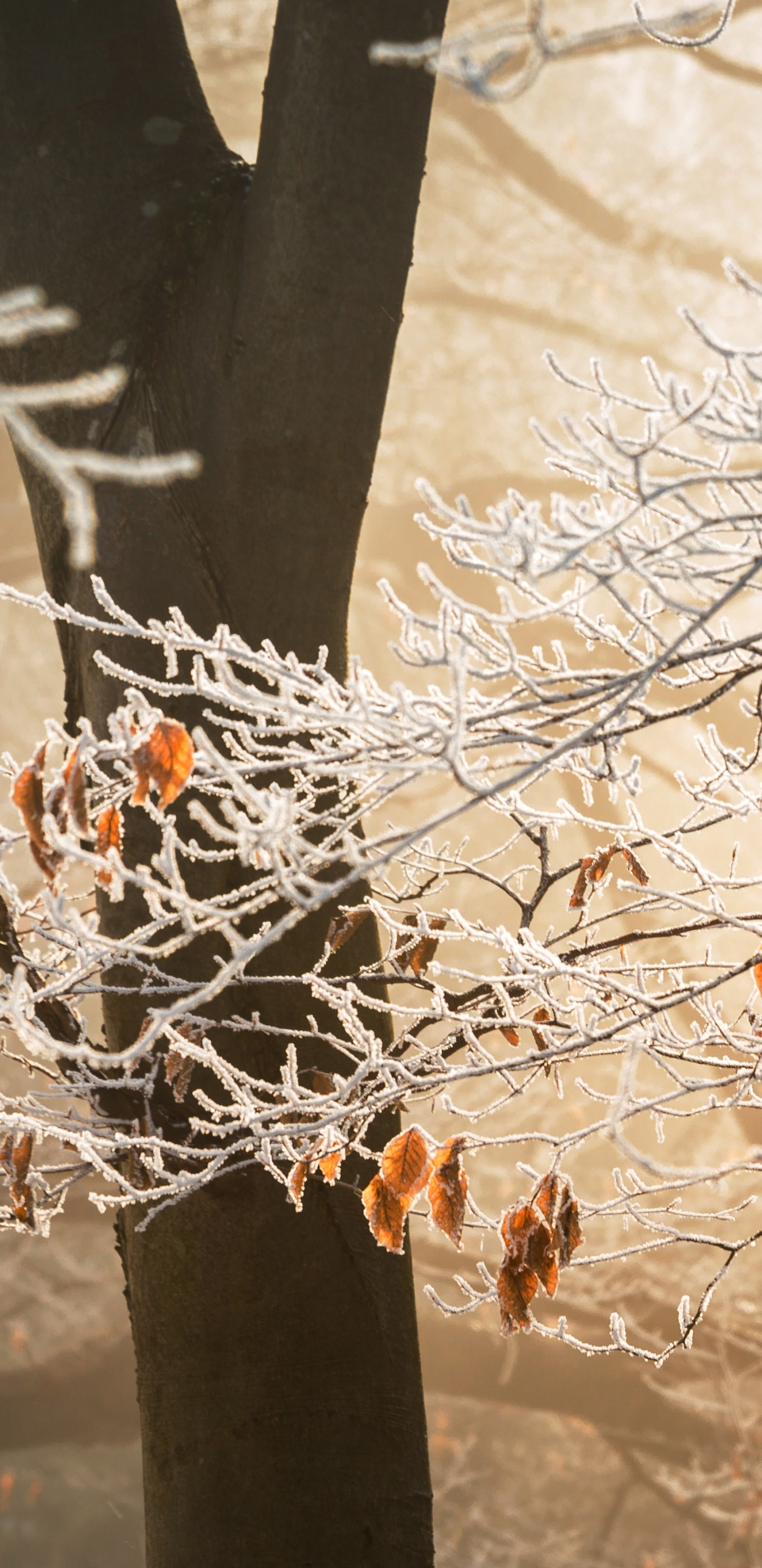 Feuille, Rameau, Hiver, Gel, Neige. Wallpaper in 1440x2960 Resolution