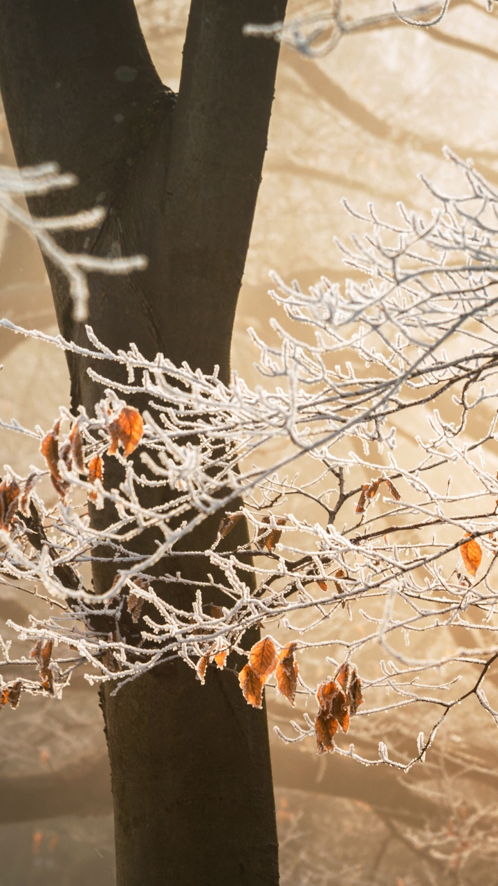 Feuille, Rameau, Hiver, Gel, Neige. Wallpaper in 720x1280 Resolution