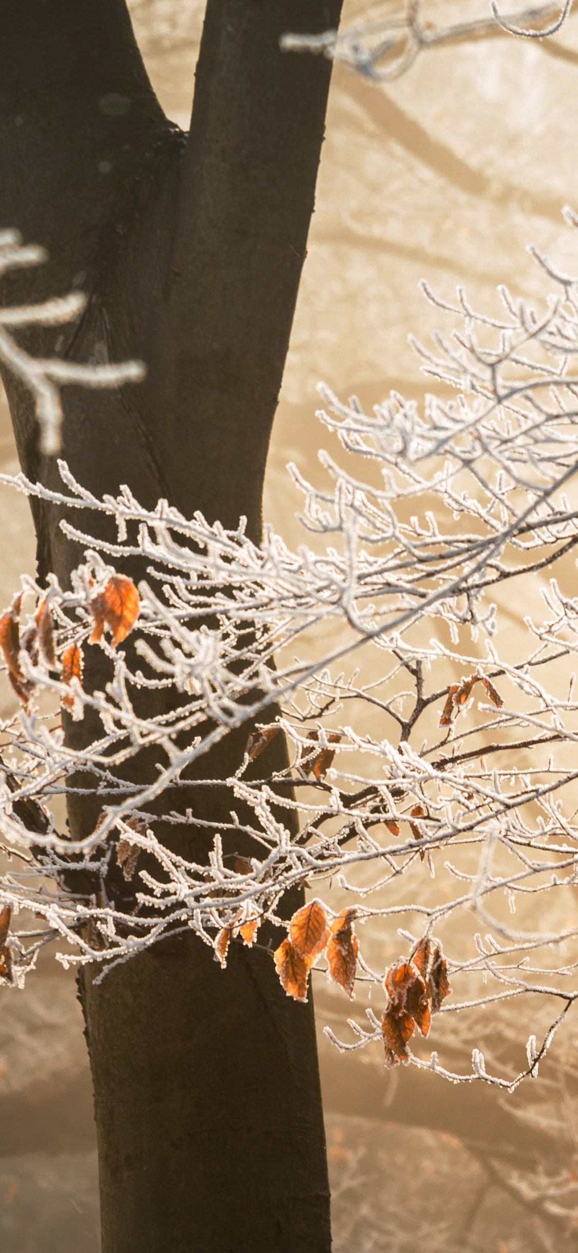 Blatt, Herbst, Branch, Baum, Zweig. Wallpaper in 1125x2436 Resolution