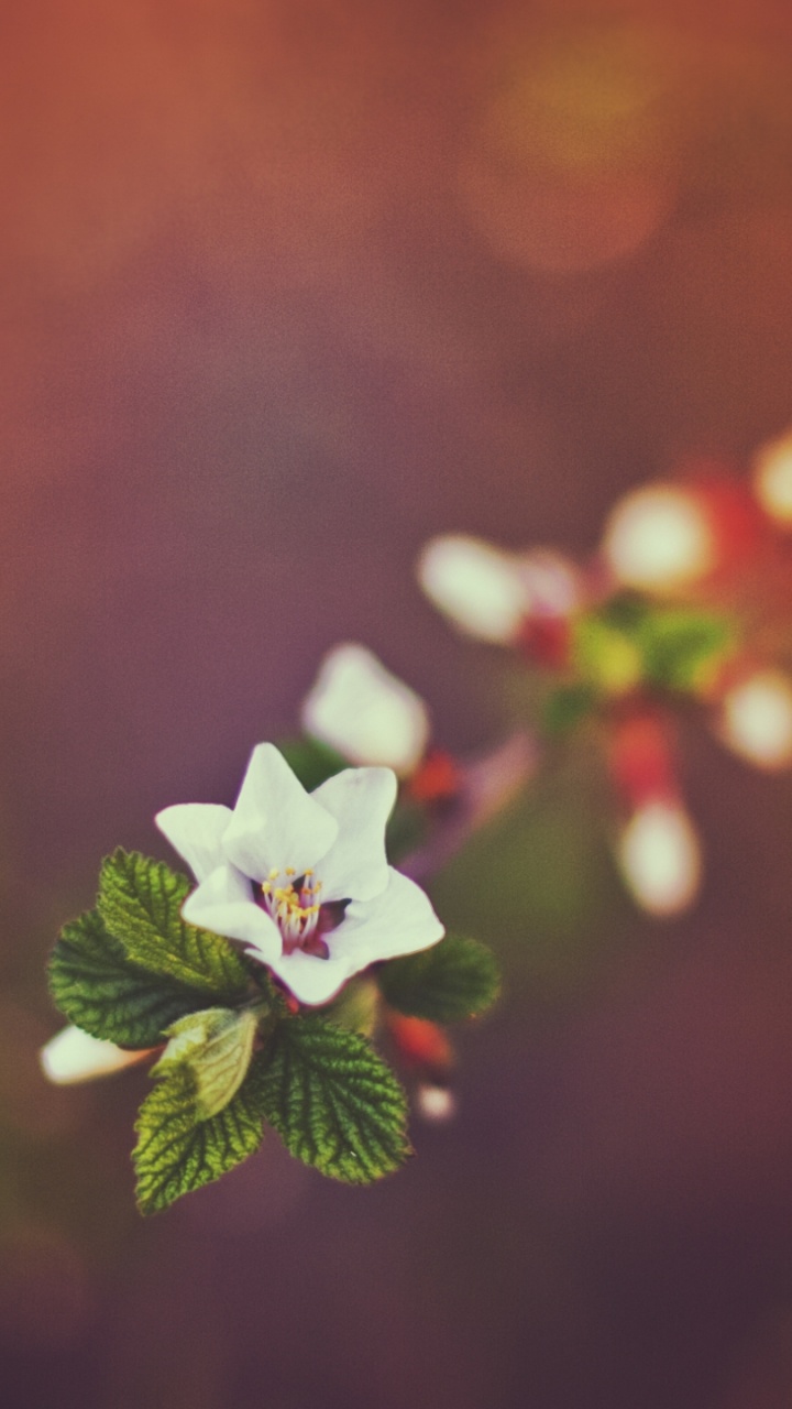 Weiße Und Rosa Blume in Tilt-Shift-Linse. Wallpaper in 720x1280 Resolution