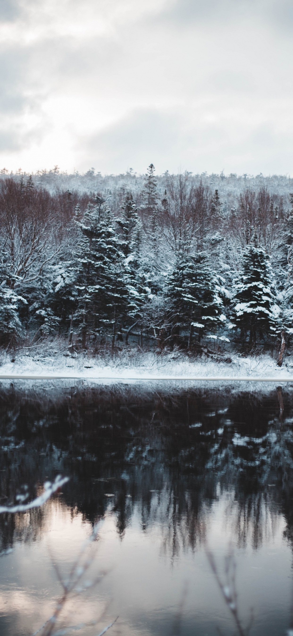 Teich, Einfrieren, Naturlandschaft, Gewässer, Fir. Wallpaper in 1242x2688 Resolution