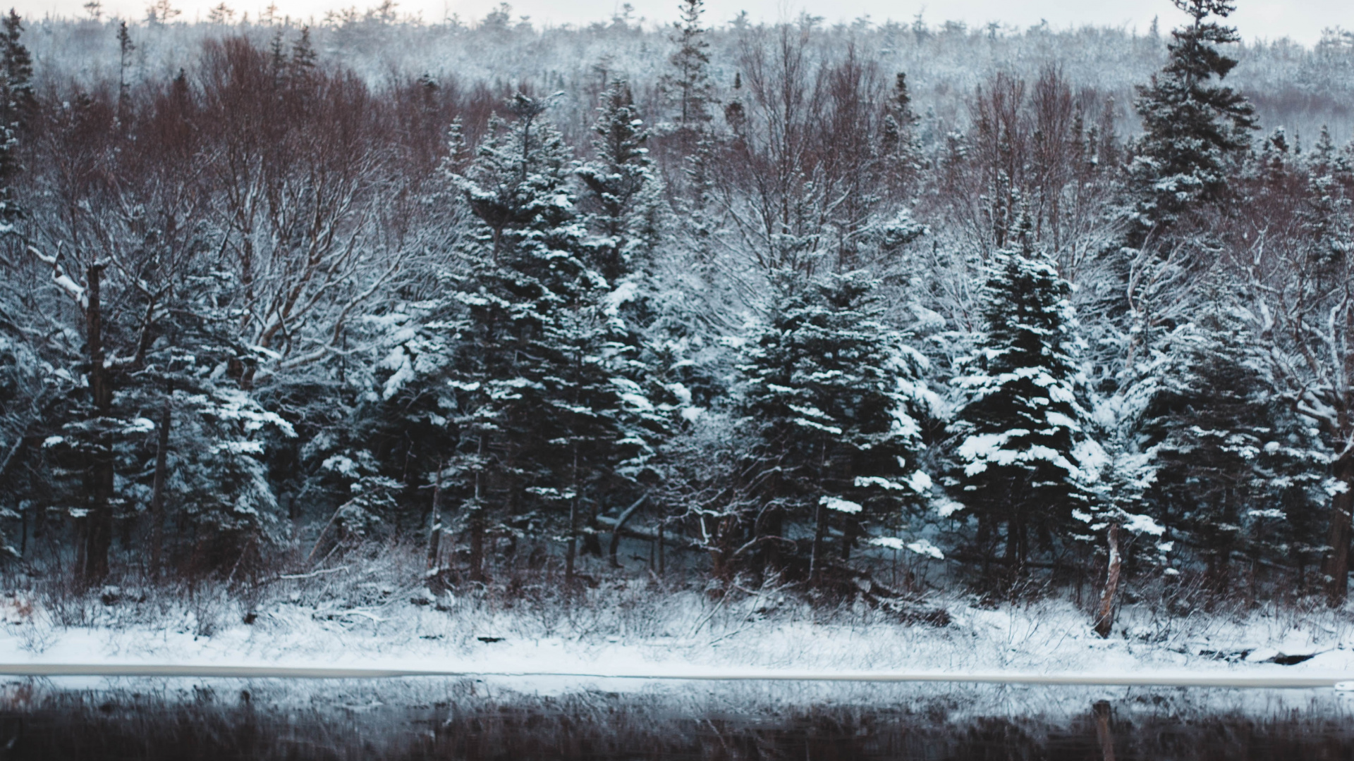 Teich, Einfrieren, Naturlandschaft, Gewässer, Fir. Wallpaper in 1920x1080 Resolution