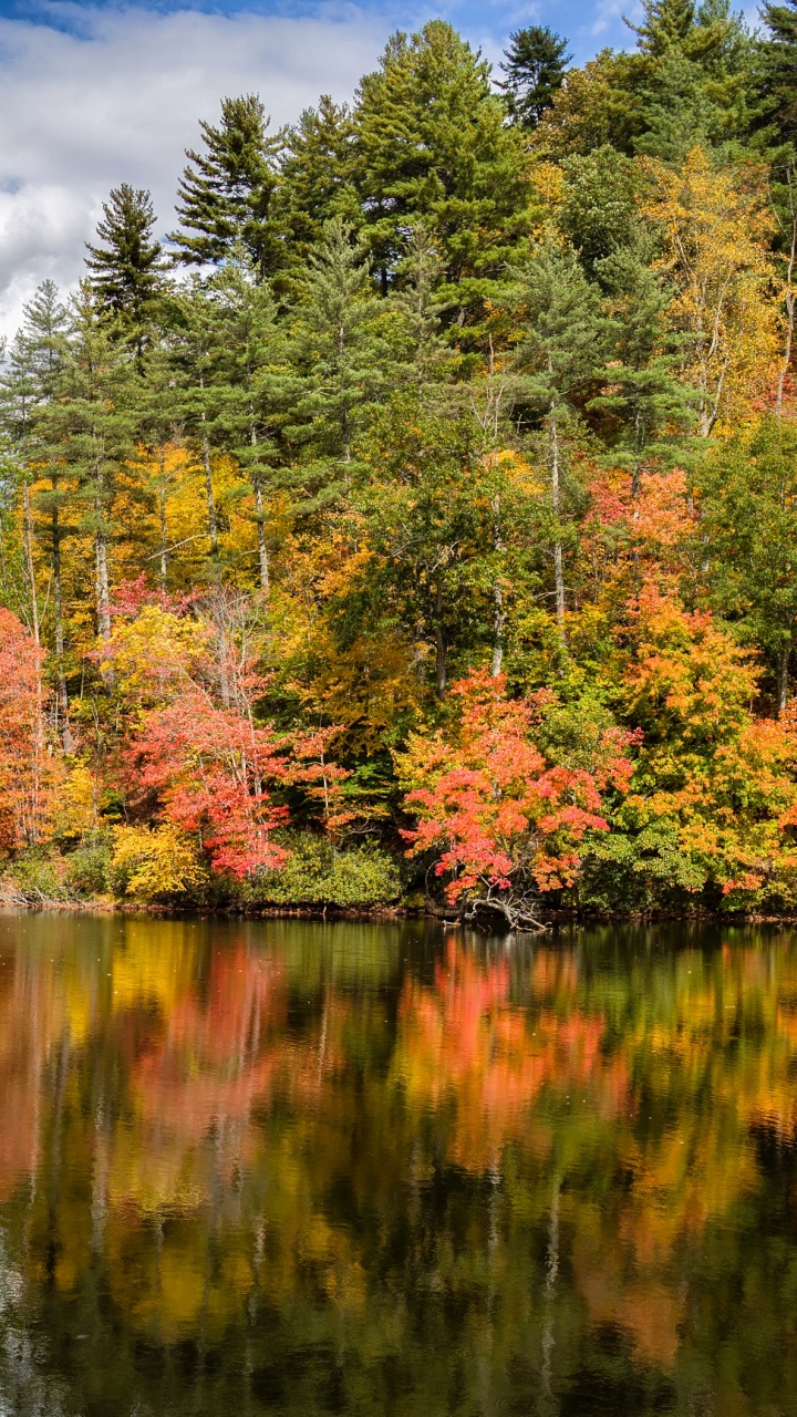 Arbres Verts et Jaunes à Côté de la Rivière Sous un Ciel Nuageux Pendant la Journée. Wallpaper in 720x1280 Resolution