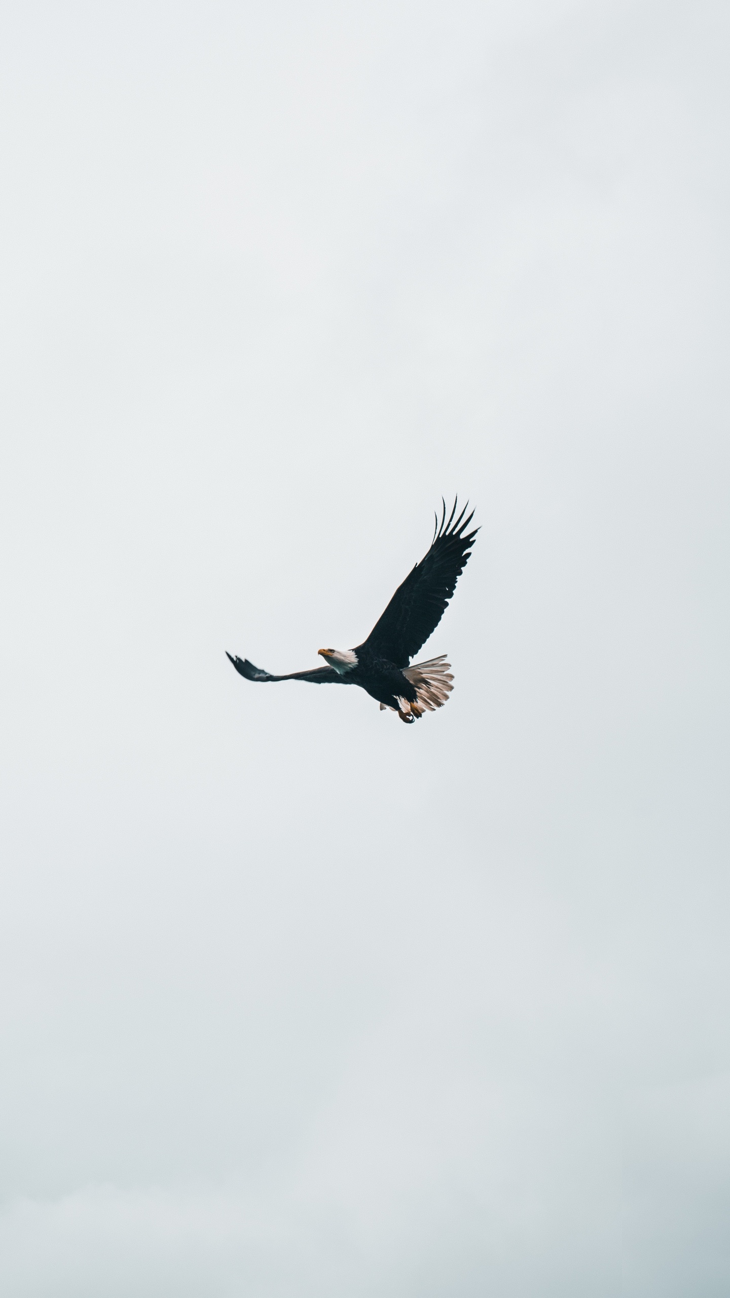 Aigle, Pygargues, Oiseau, Oiseau de Proie, Accipitriformes. Wallpaper in 1440x2560 Resolution