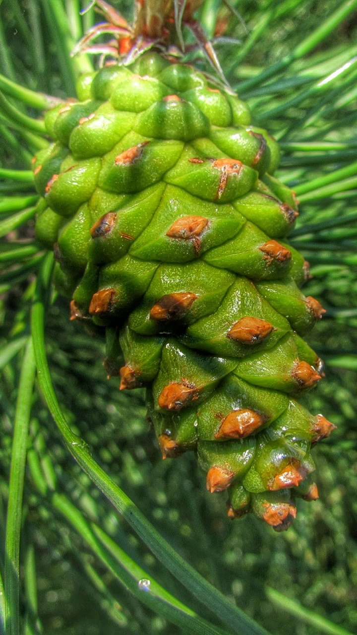 Green Cactus Plant in Close up Photography. Wallpaper in 720x1280 Resolution