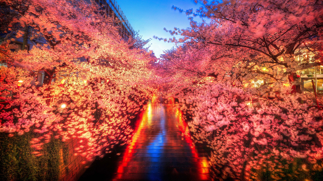 Red and White Flowers on The Ground. Wallpaper in 1366x768 Resolution