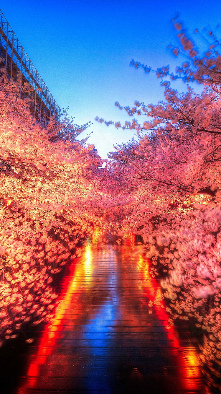 Red and White Flowers on The Ground. Wallpaper in 750x1334 Resolution