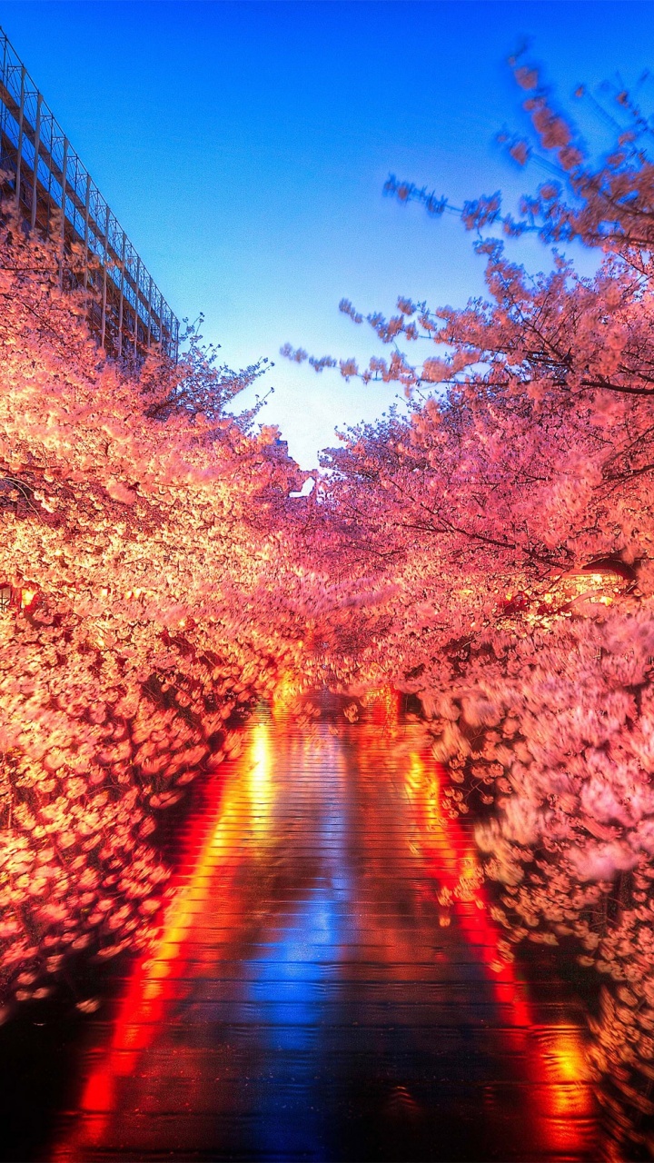 樱花, 赏花, 性质, 颜色, 旅游景点 壁纸 720x1280 允许