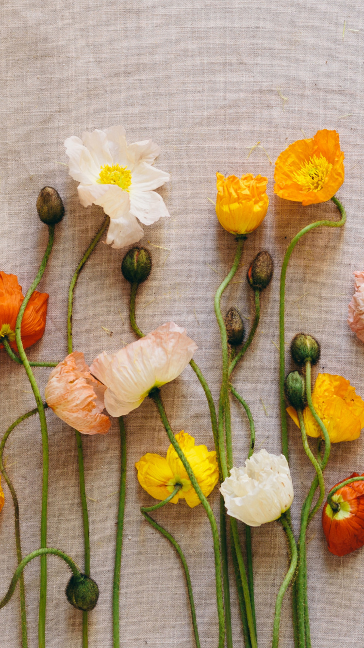 Yellow and White Flowers on White Textile. Wallpaper in 750x1334 Resolution