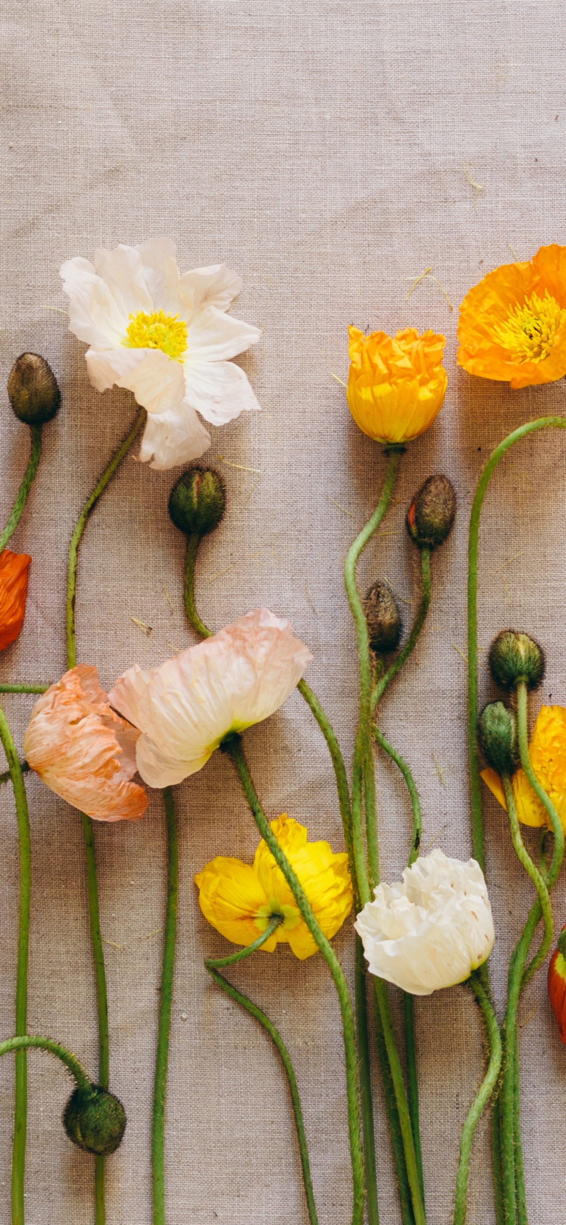 Fleurs Jaunes et Blanches Sur Textile Blanc. Wallpaper in 1125x2436 Resolution