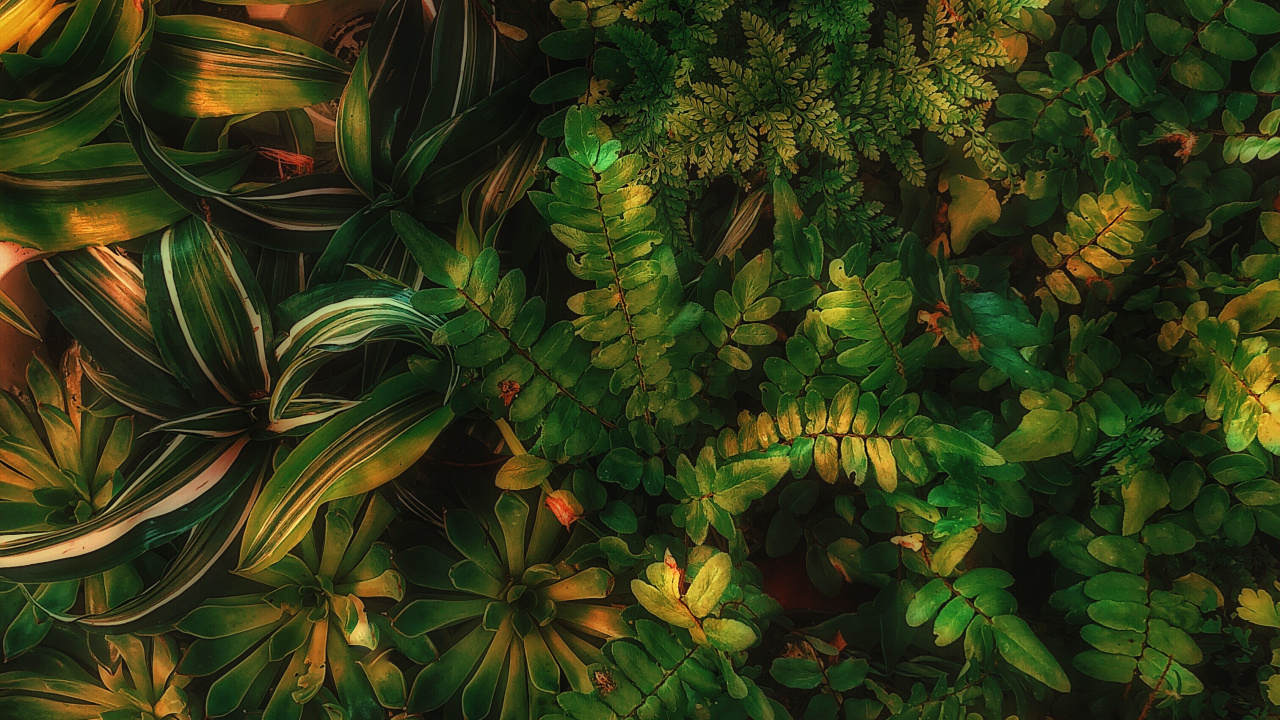 Esthétique Verte Forêt Sean, Green, Plante Terrestre, Mélèze, Evergreen. Wallpaper in 1280x720 Resolution