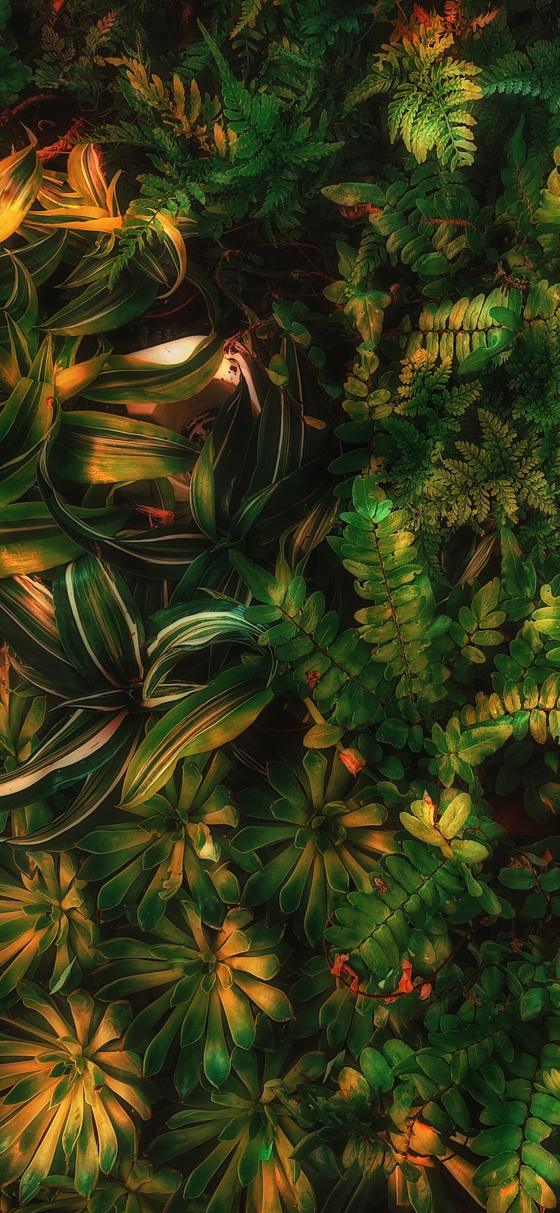 绿色的, 陆地上的植物, 落叶松, Evergreen, 草 壁纸 1125x2436 允许