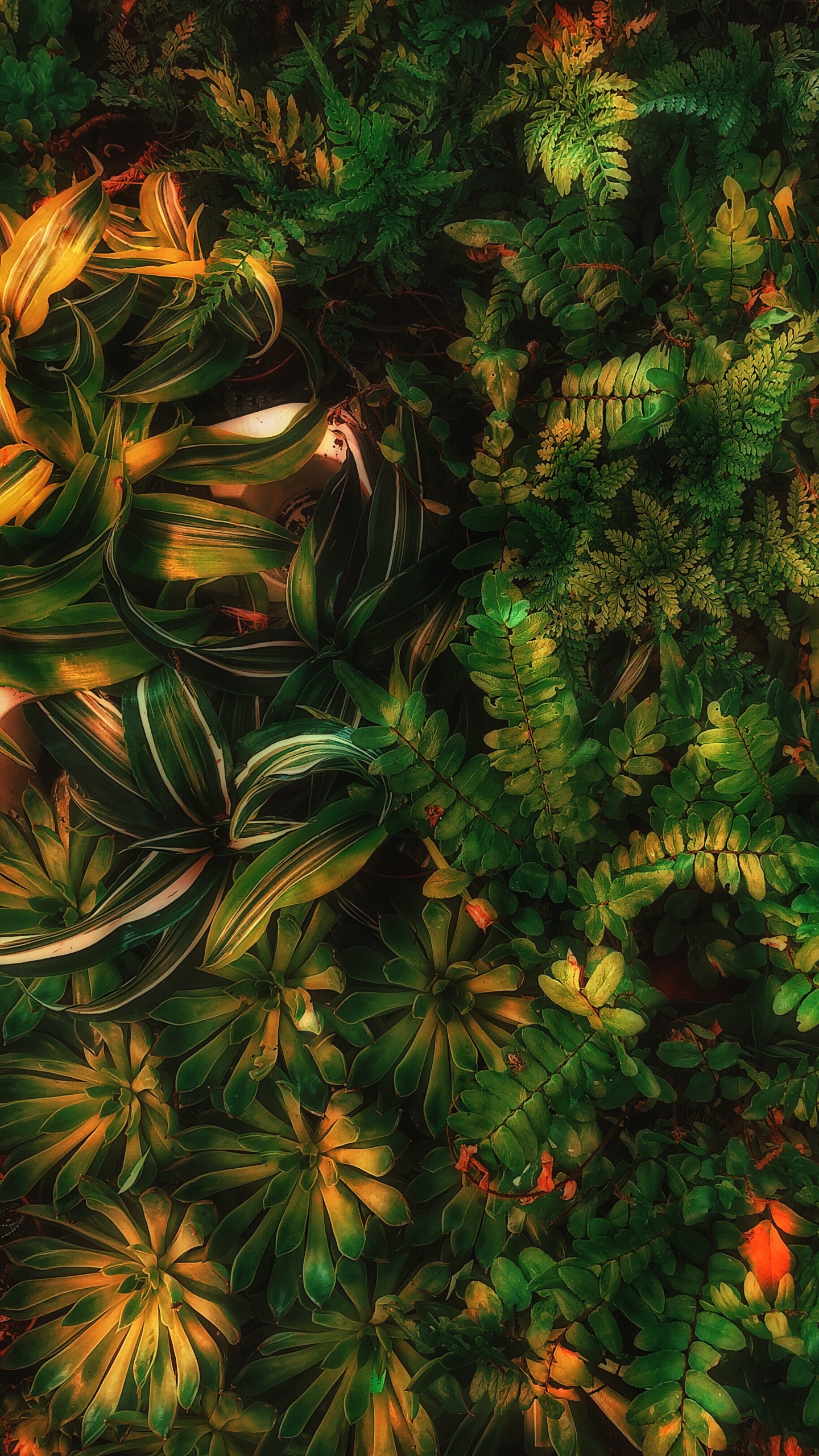 绿色的, 陆地上的植物, 落叶松, Evergreen, 草 壁纸 1440x2560 允许