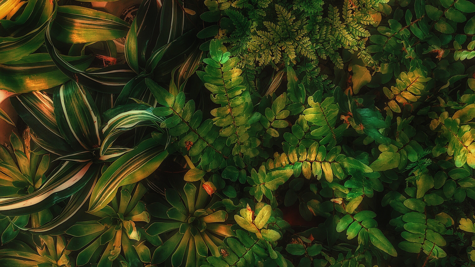 Sean Bosque Verde Estética, Verde, Planta Terrestre, Alerce, Evergreen. Wallpaper in 1920x1080 Resolution