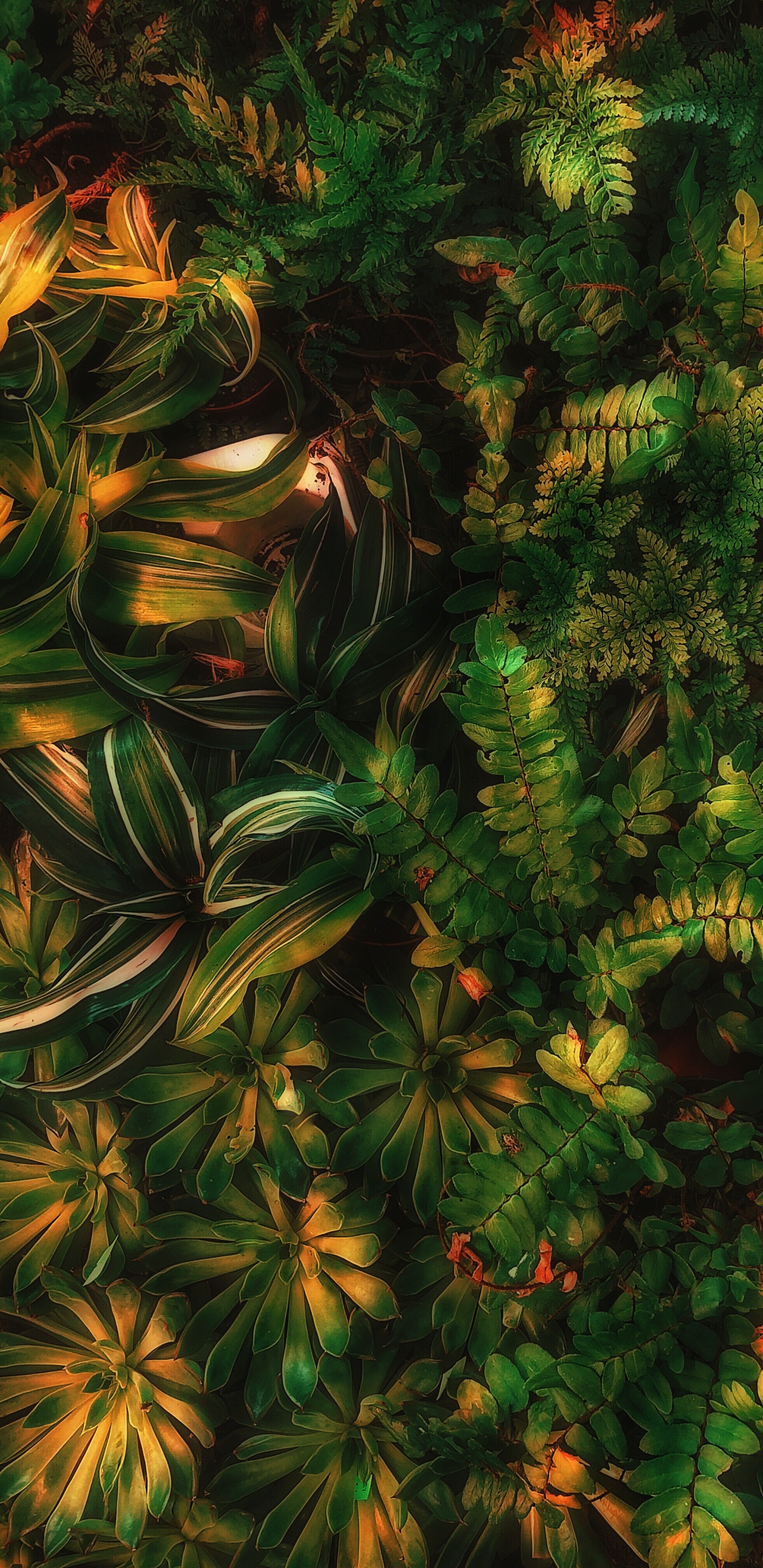 Sean Forest Green Aesthetic, Green, Terrestrial Plant, Larch, Evergreen. Wallpaper in 1440x2960 Resolution