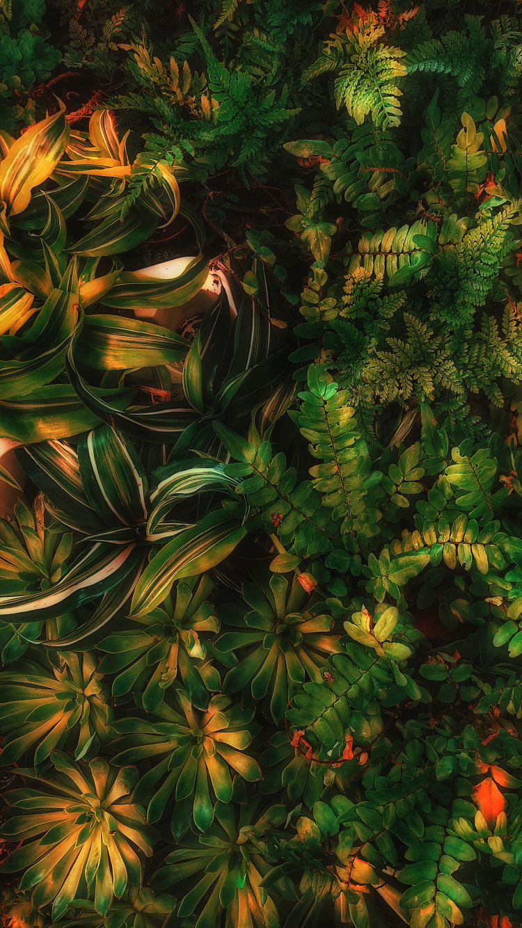 Sean Forest Green Ästhetik, Gr, Terrestrische Pflanzen, Lärche, Immergrün. Wallpaper in 750x1334 Resolution