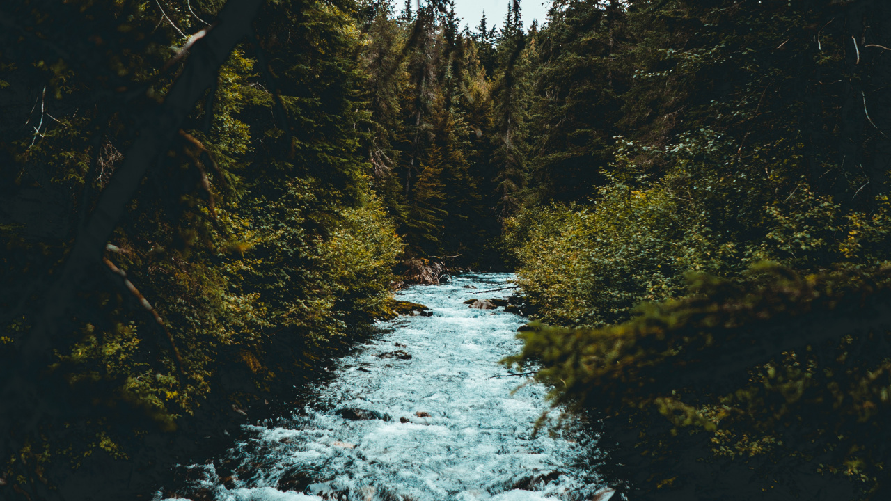 Tree, Nature, Water, Natural Landscape, Nature Reserve. Wallpaper in 1280x720 Resolution