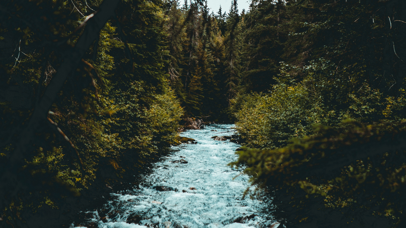 Tree, Nature, Water, Natural Landscape, Nature Reserve. Wallpaper in 1366x768 Resolution
